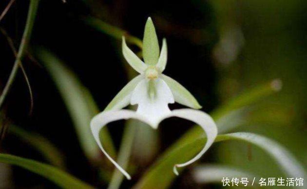 建兰|知道兰花有多少个兰花一共有7个种类,知道你养的那种吗