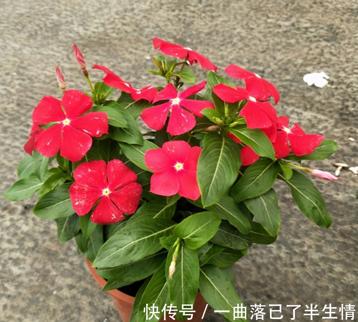 6种公认好养的懒人花,你家有几种,养护需要注意什么?