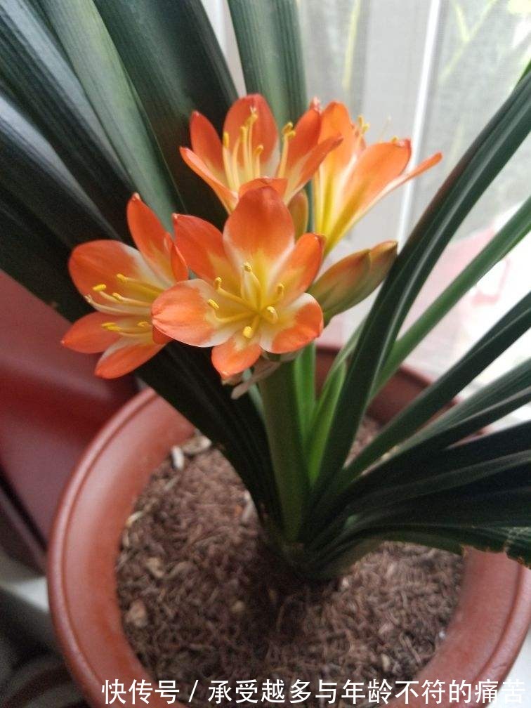 浇水别洒到叶子上，尤其是这6种，不然烂叶烂花芽