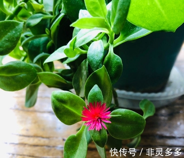 被低估的“三种花”,叶片自带香气,家里摆一盆,家人更健康