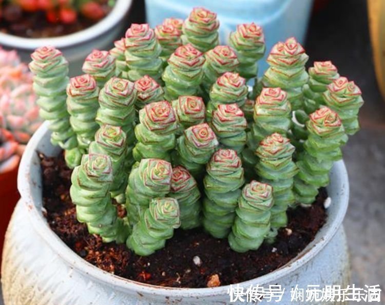一品红|家里就养3种花，高端大气又旺财，2021年鸿运当头，福运迎门！
