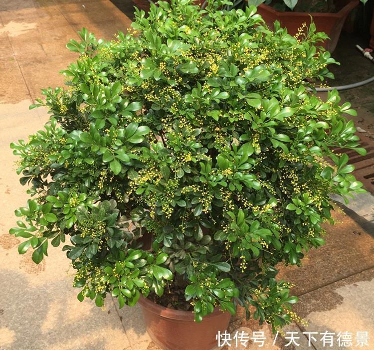 大众花卉|3种“漂亮花”,香气浓郁,大牌香水的“原料”,又香又美又值钱