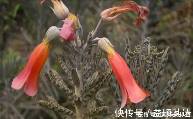 垂盆草|养花技巧6种花扔土里就能活，养死了算你厉害