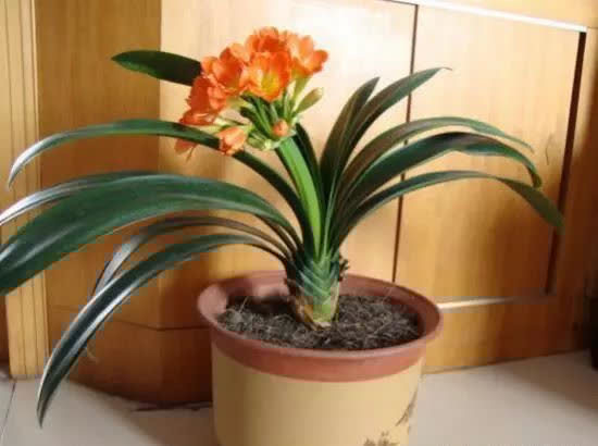 君子兰没有根能栽活吗，三个步骤教你如何栽好君子兰！