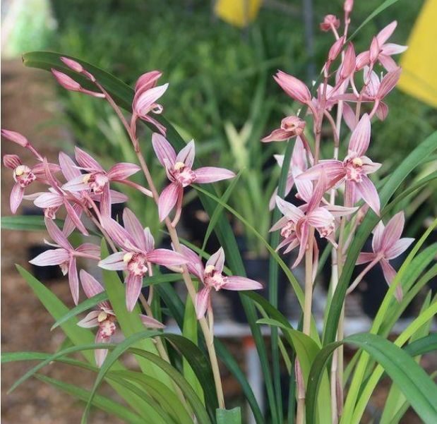 春天养此款花卉,春风吹开花旺,花开媲美玫瑰,花朵姿态万千
