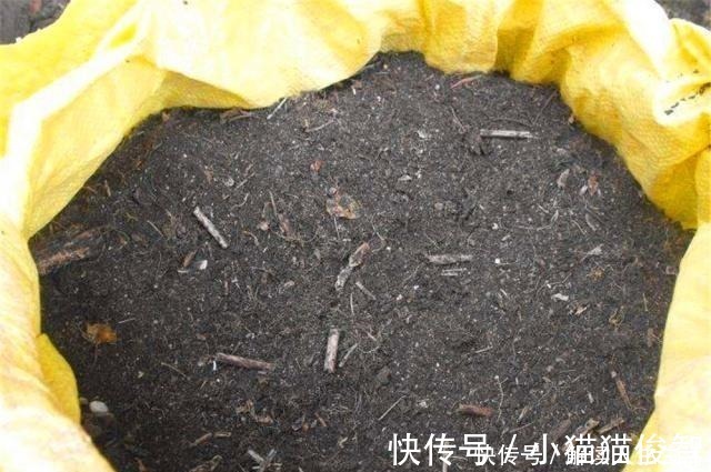 小物|树林底下“3种东西”没人留意，捡来做“花肥”，随便养啥花都旺！