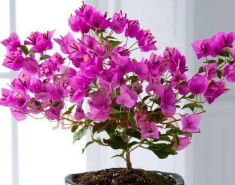 养好三角梅,学会“3个秘诀”,花团锦簇长得旺,年年开花不断!