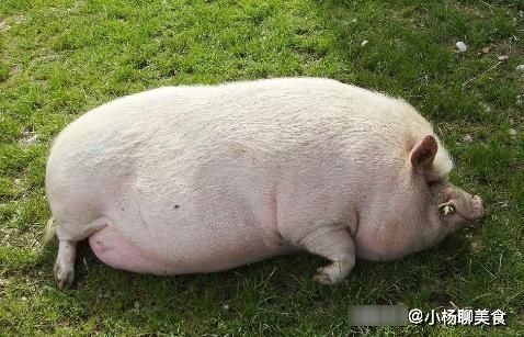 猪肺|猪身上最脏的器官,有大量寄生虫,很多人不清楚,还傻傻的当美食