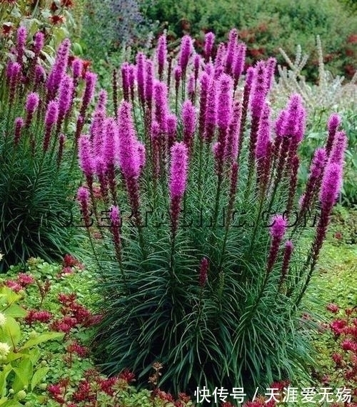 秋天!经典4句,赏花人记住这些诗词,秋天这一个月就不白忙活了