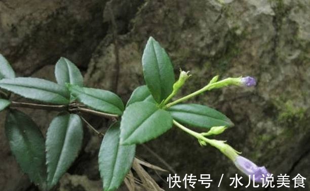 野草|乡下常见的一种植物,花朵紫白相间似喇叭状,是一味很好的中药