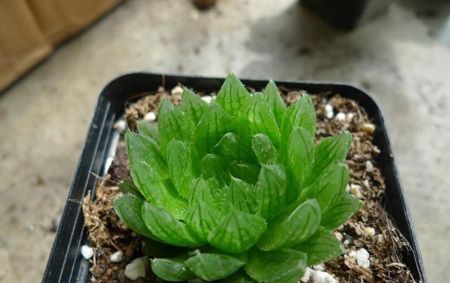 新手浇水切莫急,教你怎么判断浇水时间,也能养出美貌的萌多肉