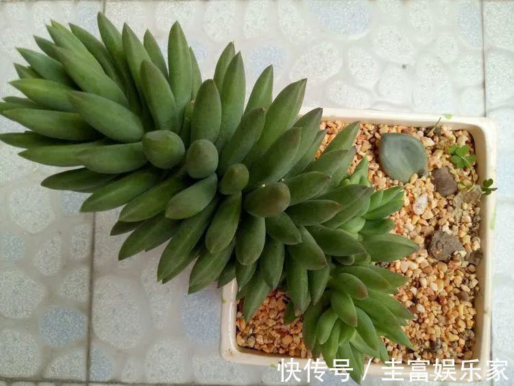 一直都养不活花,直到遇见了多肉!只要用心,就能变美!