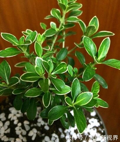扦插|喜欢盆景就养它，1个枝能扦插，6月开花多又美，美过金枝玉叶