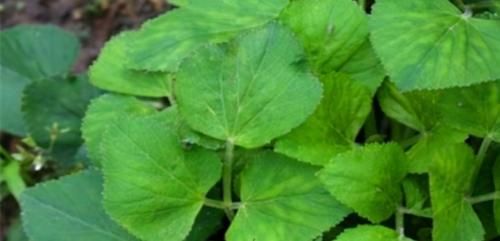 異葉茴芹|夏天不妨多吃3種食物，滋潤皮膚，排毒瘦身，還能提高免疫力！