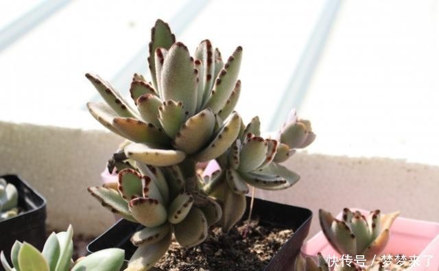 八年|一颗八年没换过盆的月兔耳