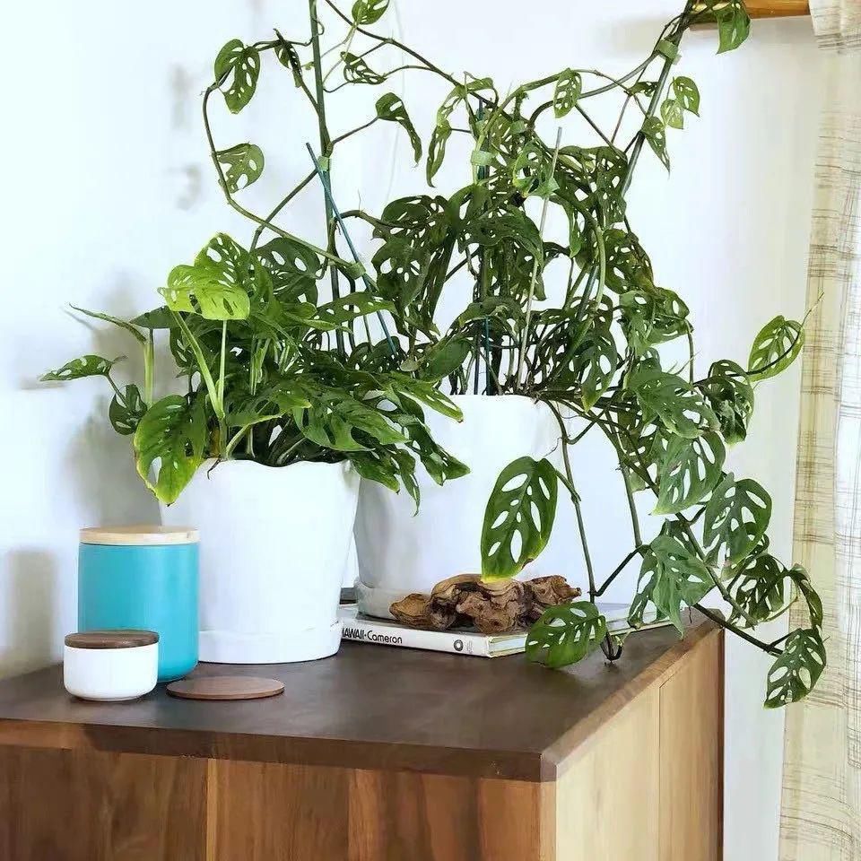 家里养盆仙洞龟背竹，叶片上都是“小天窗”，清新又养眼