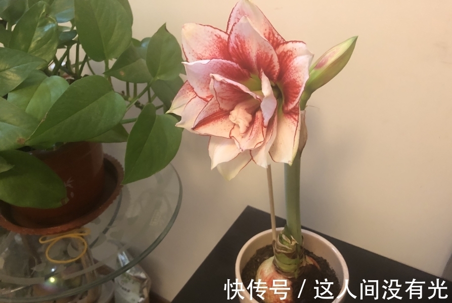 朱顶红埋土里，如何能年年开花，球变大、变多？