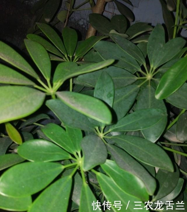 花友太懒不要怕, 这些植物怎么忘都养不死