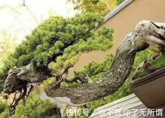 龟甲牡丹|世界上最名贵的花，一盆就是一座房子！