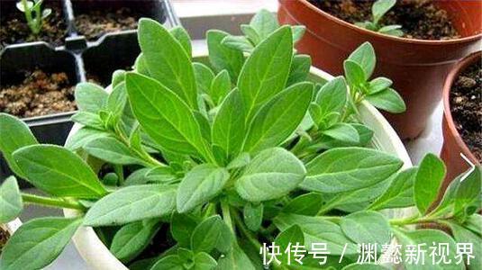 半阴通风|盆栽矮牵牛,记住3个小细节,株型大10倍,1棵开花200朵,美
