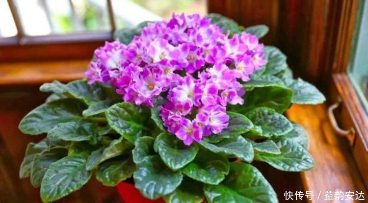 蟹爪兰|今日“种下”3种花,只需1片“叶子”,半月就生根,秋天开满花