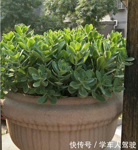 有院子一定要养“2种”花，剪1根枝条“沾土就活”，变成小花园！