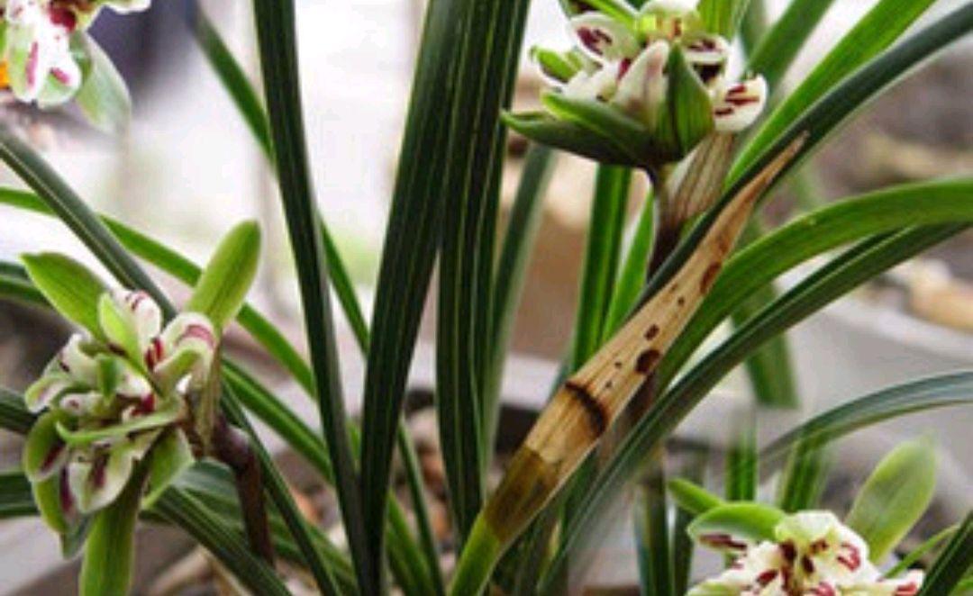 兰花要想养得好,必须瞧的小技巧,来瞧瞧吧