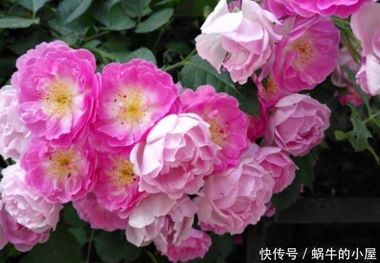 居家就养此款花卉,不闻不问,花开爆盆美如花,个个美出状态