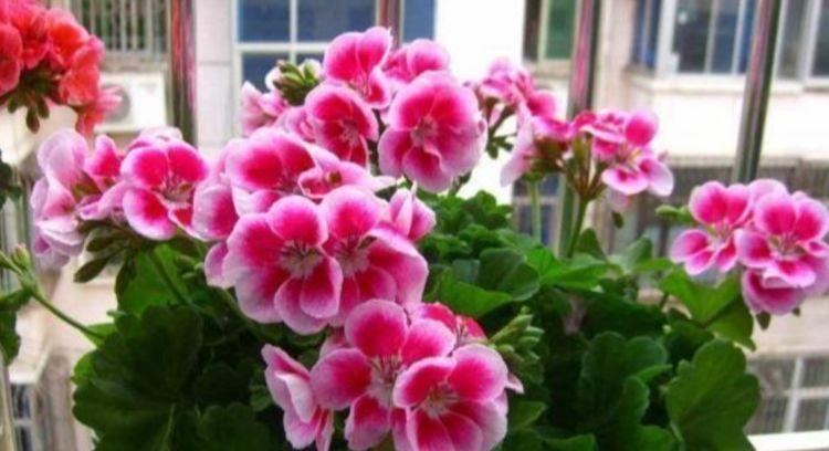 “4种花”有钱人都偷着养,家里财运亨通,旺运一整年