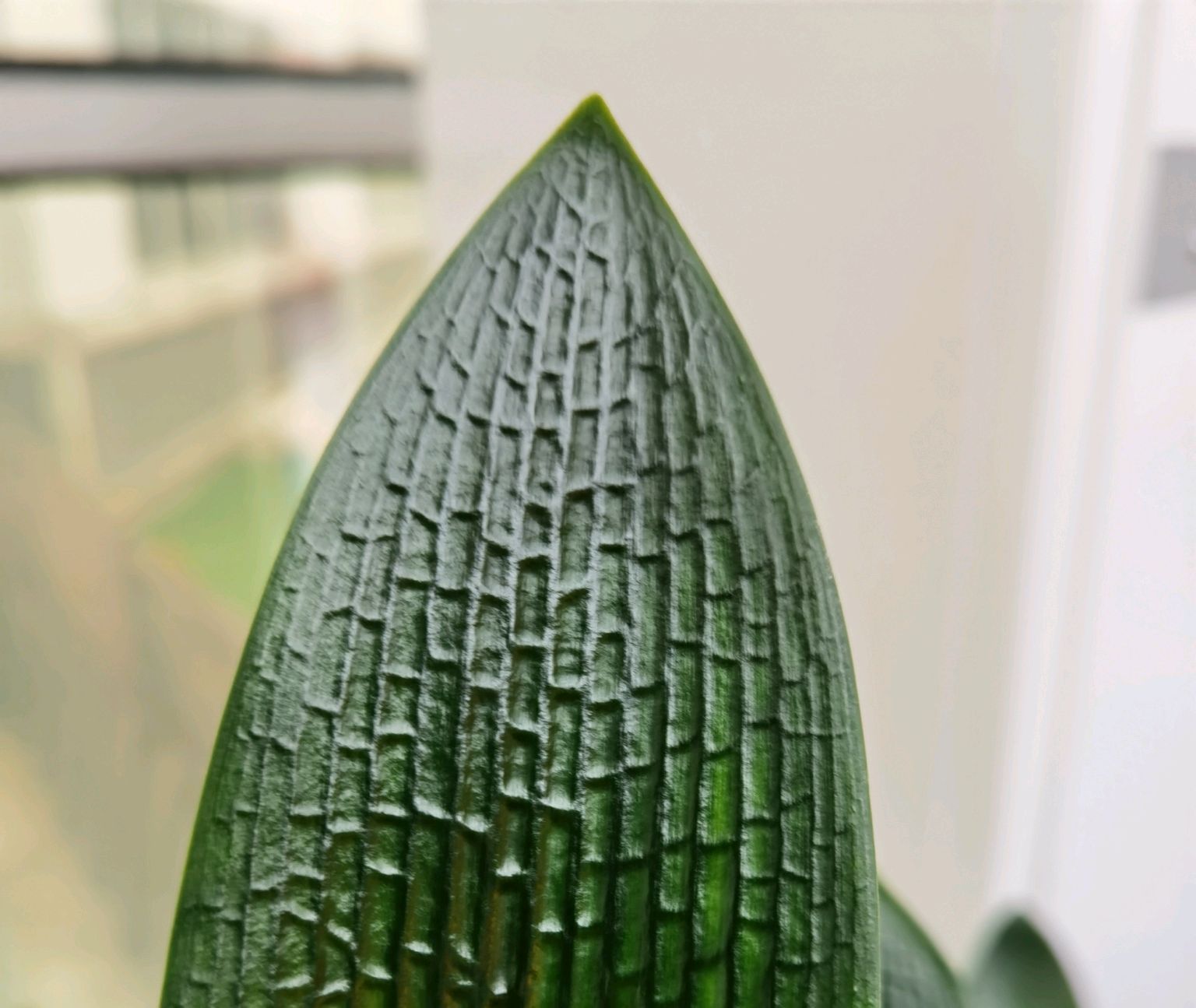 群兰|君子兰心叶腐烂一年了还不长新芽怎么办不砍头憋群兰更待何时