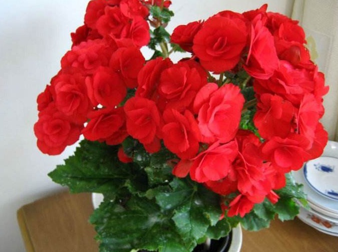 室内种植的“5种”盆栽,花期长好养护,轻松生长爆盆,你家有吗