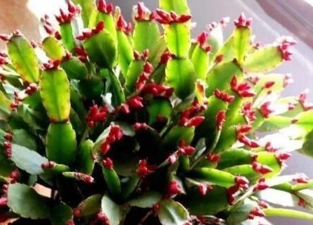 养护|养蟹爪兰,打开它的“开花键”,花开一茬又一茬,次次都爆盆