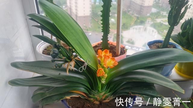 疯长|立秋之后,做好4件事,君子兰9月疯长,年底爆花