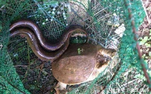 点害怕|钓获2条野货,不敢取钩,网友:刀鳅,现在少见,一斤几十块钱呢