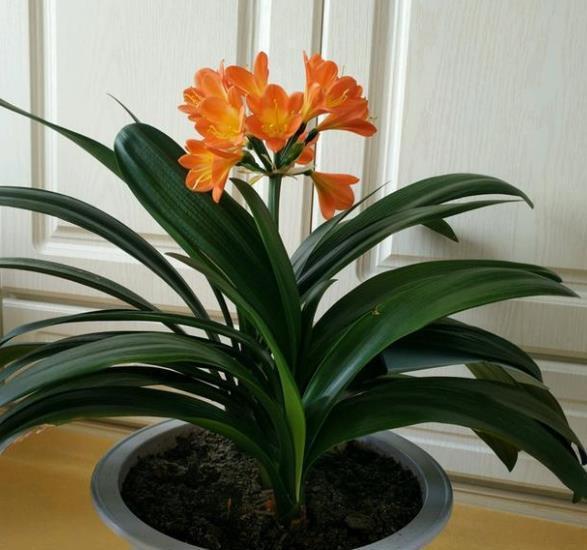 秋冬养君子兰，4件事做错了，养多久都不开花，新手别大意