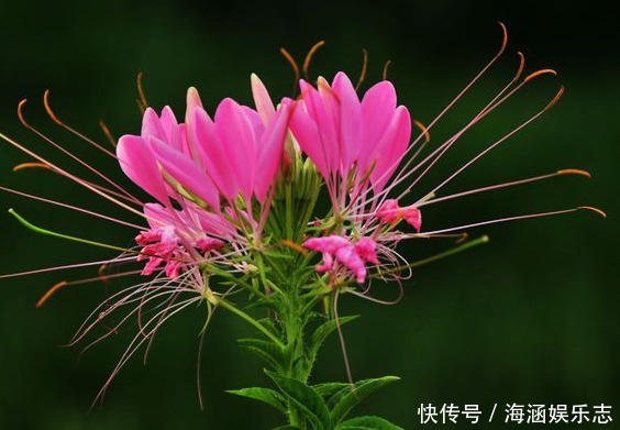 爆盆|晒不死的花卉，夏季“王者”，越晒越能爆盆的盆栽！