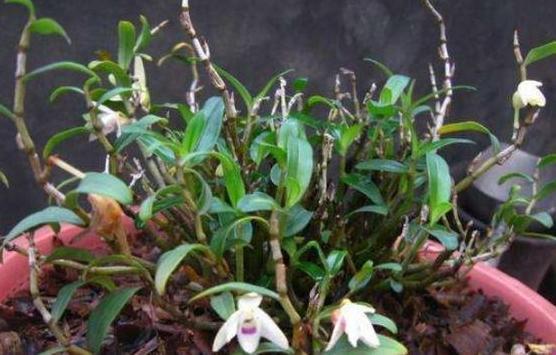 花肥|这2样东西看似平淡无奇,用作养花却不一般,增肥效果极好