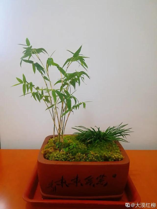 镇宅|盆景家里养盆松,代代出富翁,镇宅守家福气旺