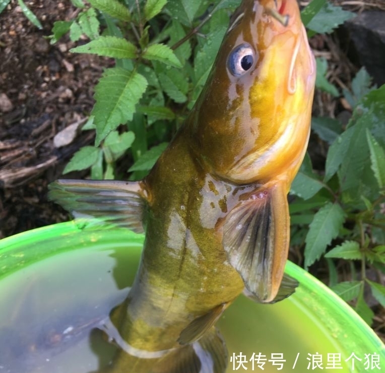 黄辣丁|钓野生大鲤鱼的“秘密饵料”，说出来你可能不信，但真的有效！