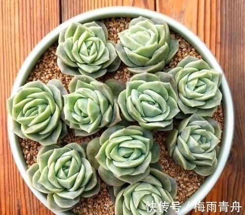 最像玫瑰花的8款多肉,小球玫瑰颜值最高,山地玫瑰最好养
