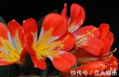 卖花表姐放出大招！君子兰原来是这样养的怪不得总是养不好