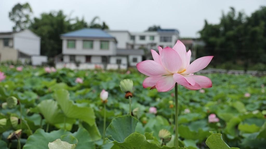 秦勇|盛夏时节 来自贡这里“荷”你相遇