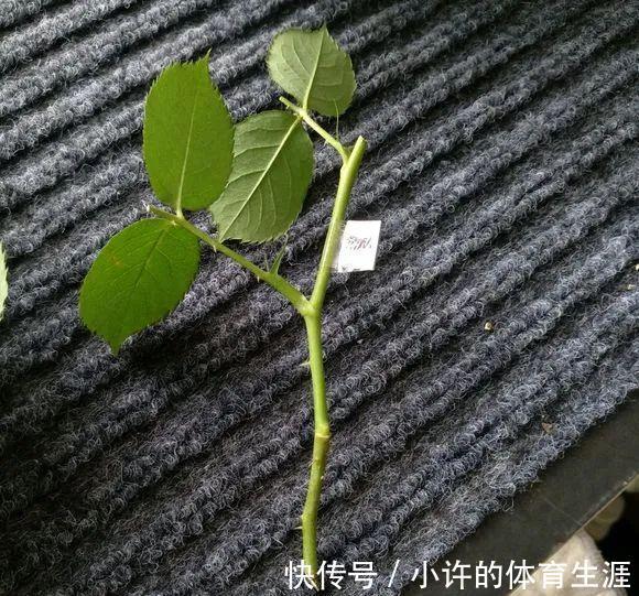 月季扦插用这招,插1棵活1棵,1盆变多盆,就是这么简单