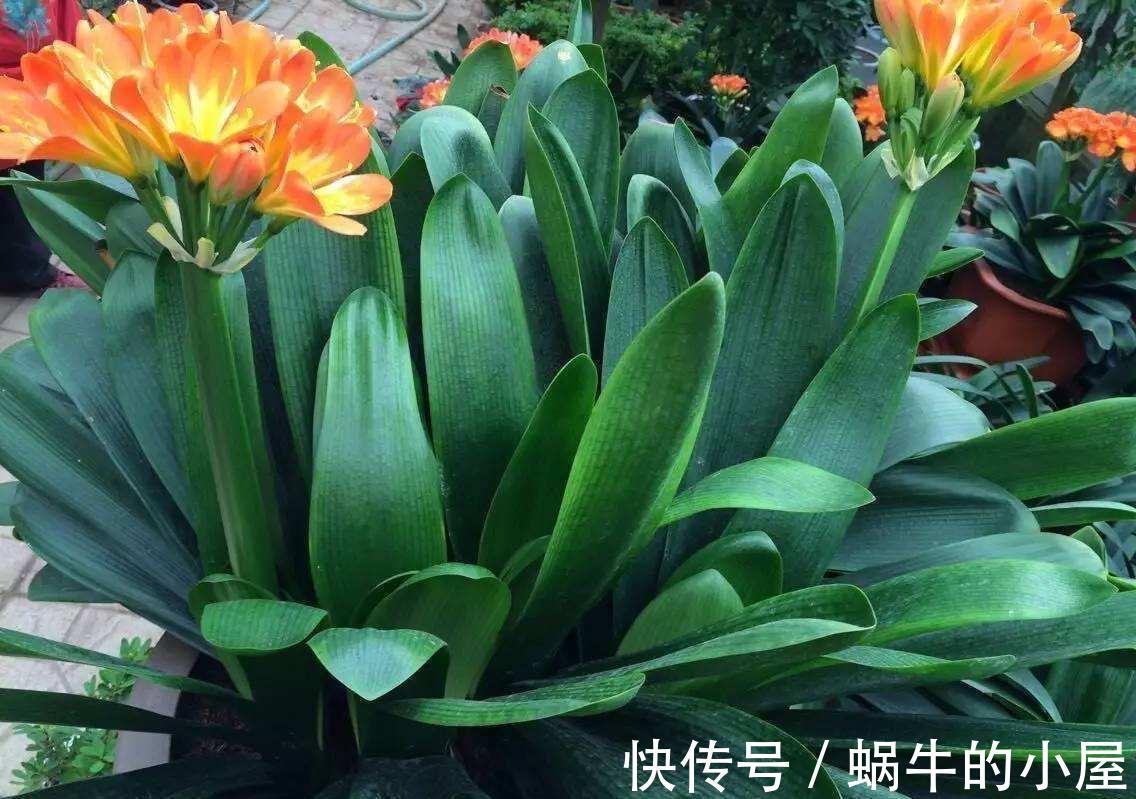 美美哒|夏天的君子兰,懒养才行,做到3个少,叶厚实油绿年年能开花