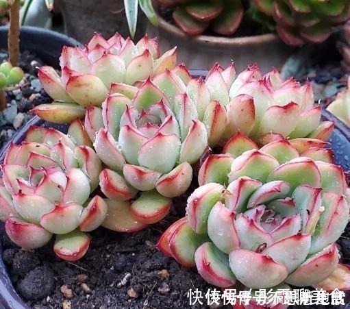 光照|家庭养多肉,掌握这7点,就没有养不好的多肉植物!