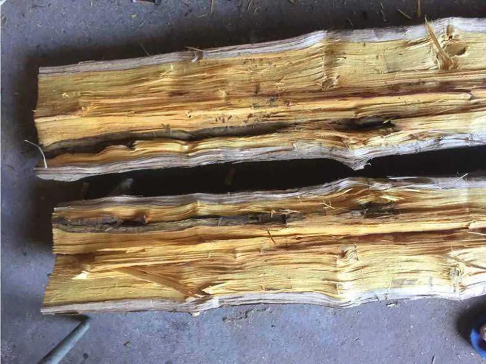 遇到这种树,别再摘叶子喂蚕了,全国稀有,俗称“黄金木”