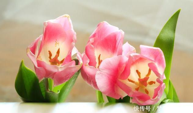 生活中冬天常见的花,都含有毒,养护需小心,摆放有讲究