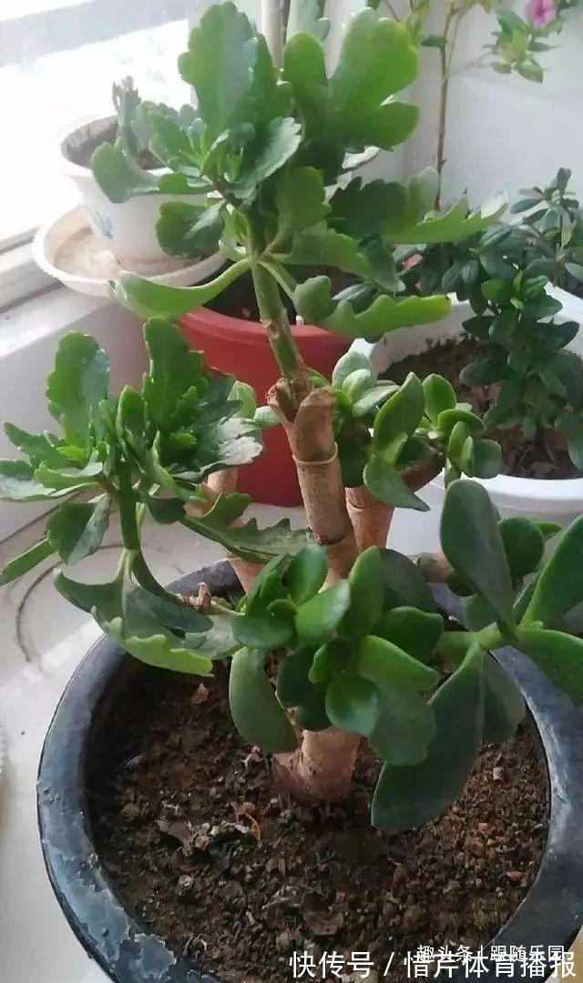 3种“养人花”，好看好养又能净化空气，越养越“贵气”！