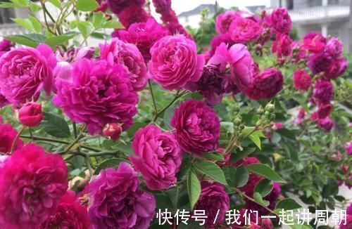 土壤|老花匠才知道的“养花催花利器”：家畜内脏、鱼鳞！