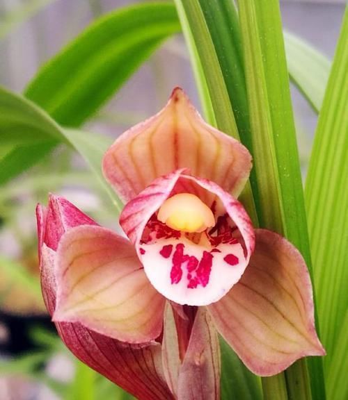 花色|此兰是“香花之王”,花色艳丽,香味浓郁,曾几万一苗,现普草价